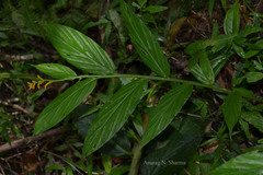 Globba ophioglossa